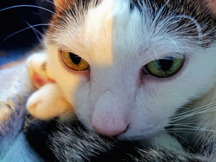 cat