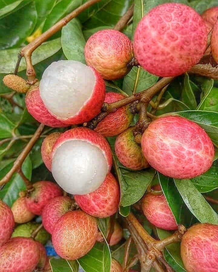 litchi