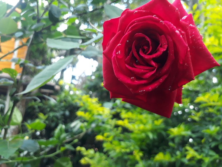 Rose