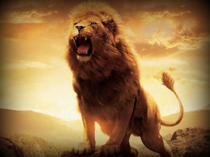 Lion..