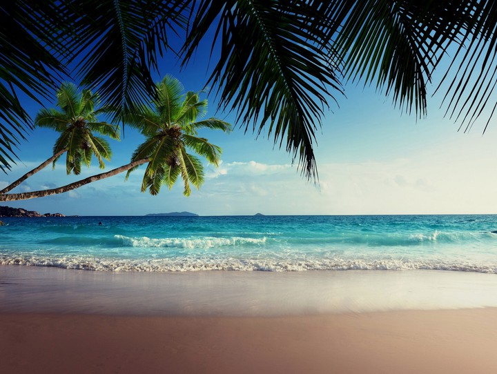 Tropic vibes