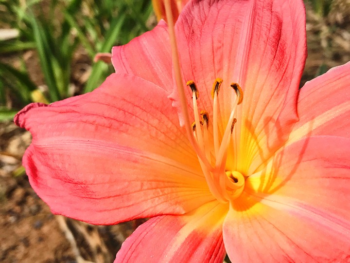 The Flower