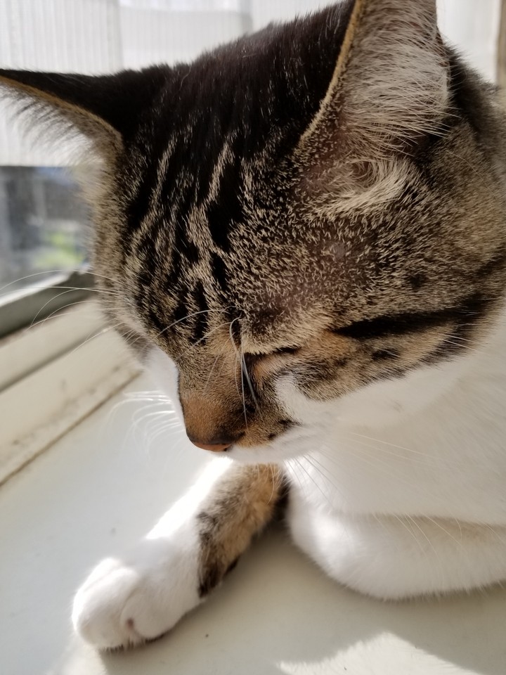 癒し系