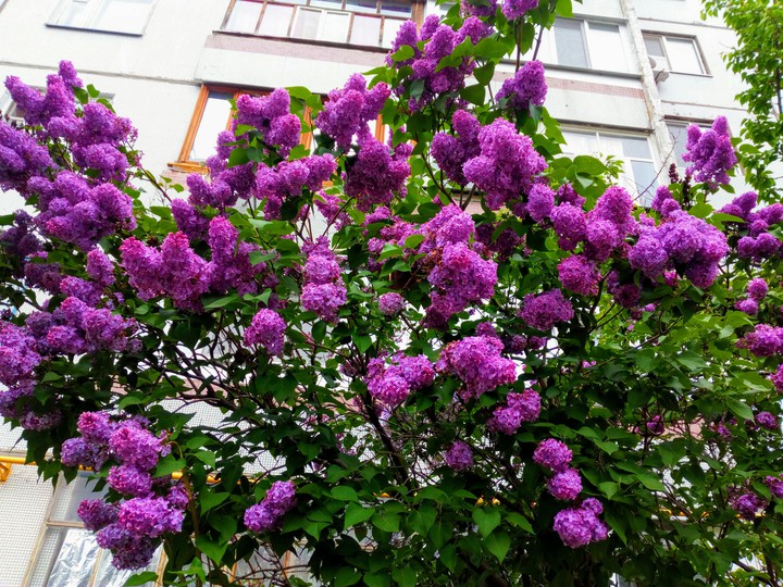сирень
