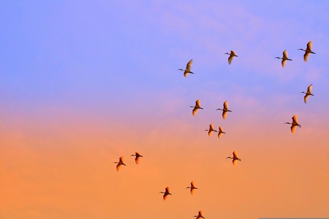 Flight, bird háttérképek