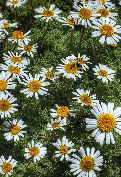 רקעים plant, chamomile