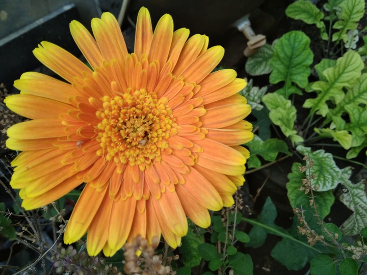 flower