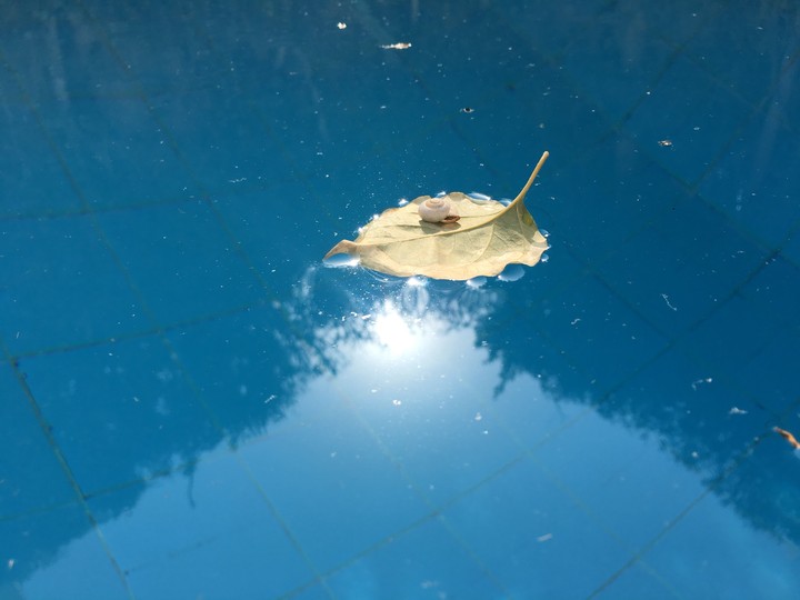 leaf 