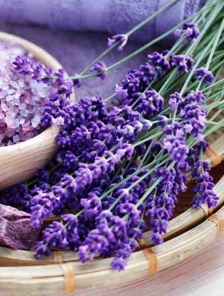 lavender