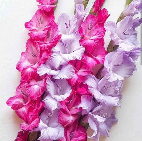 gladiolus