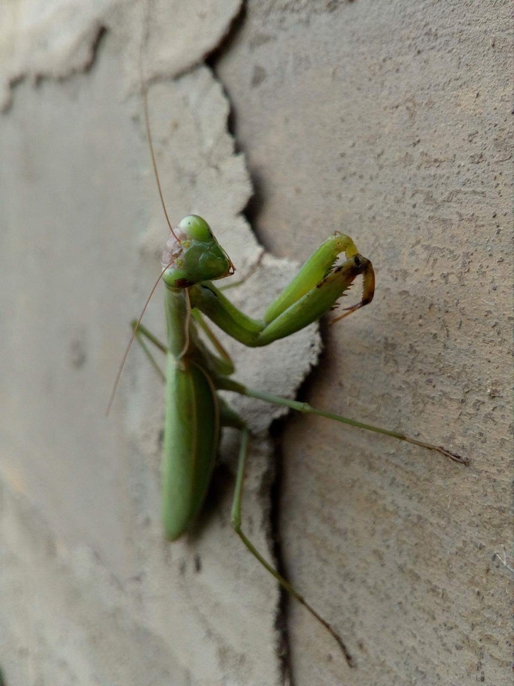Mantis