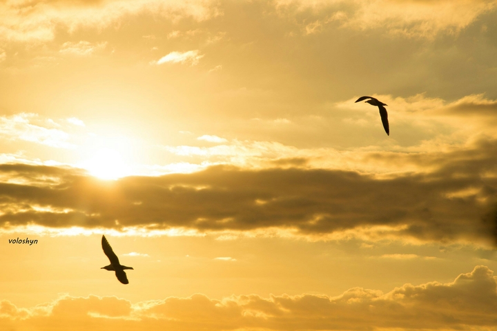 puesta del sol y las gaviotas