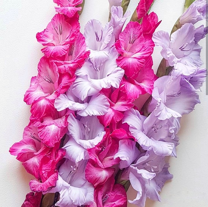 gladiolus
