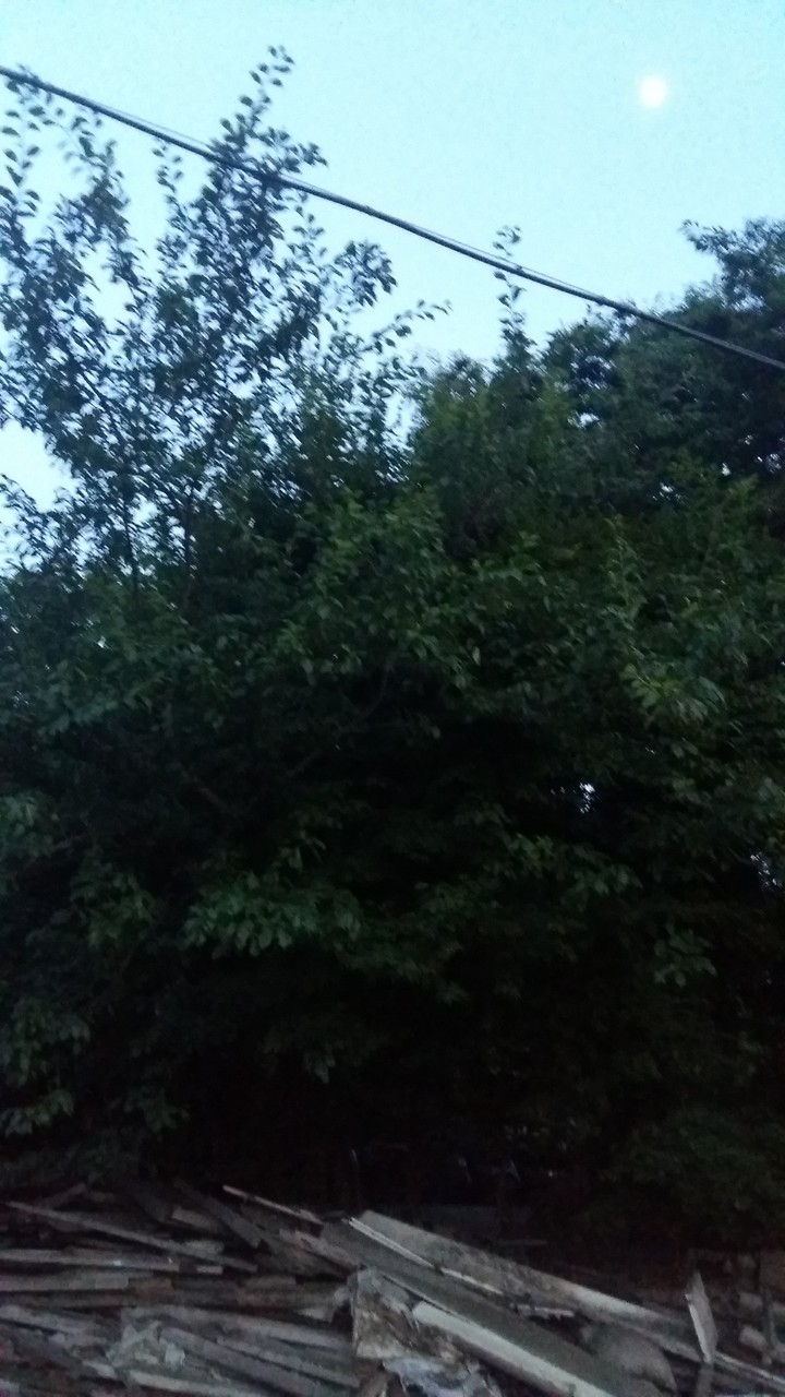 풀숲