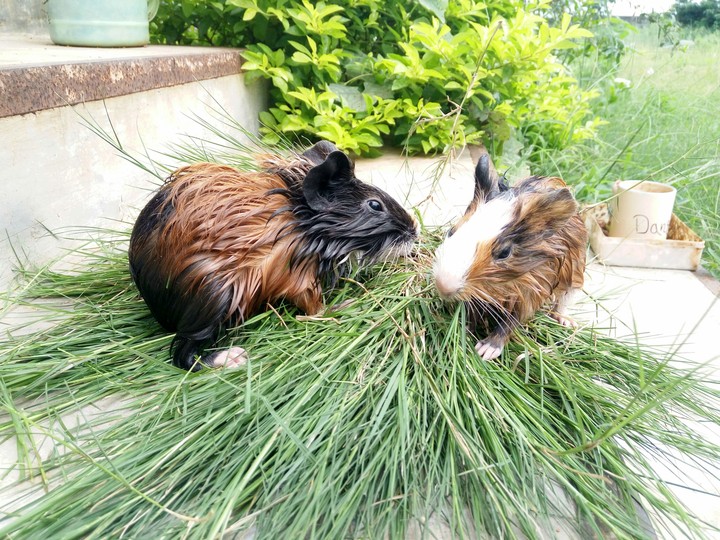 Guinea pigs