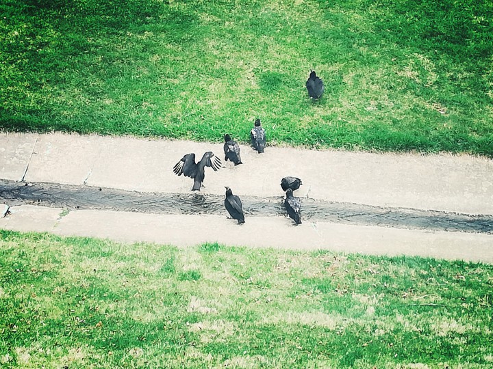 vultures