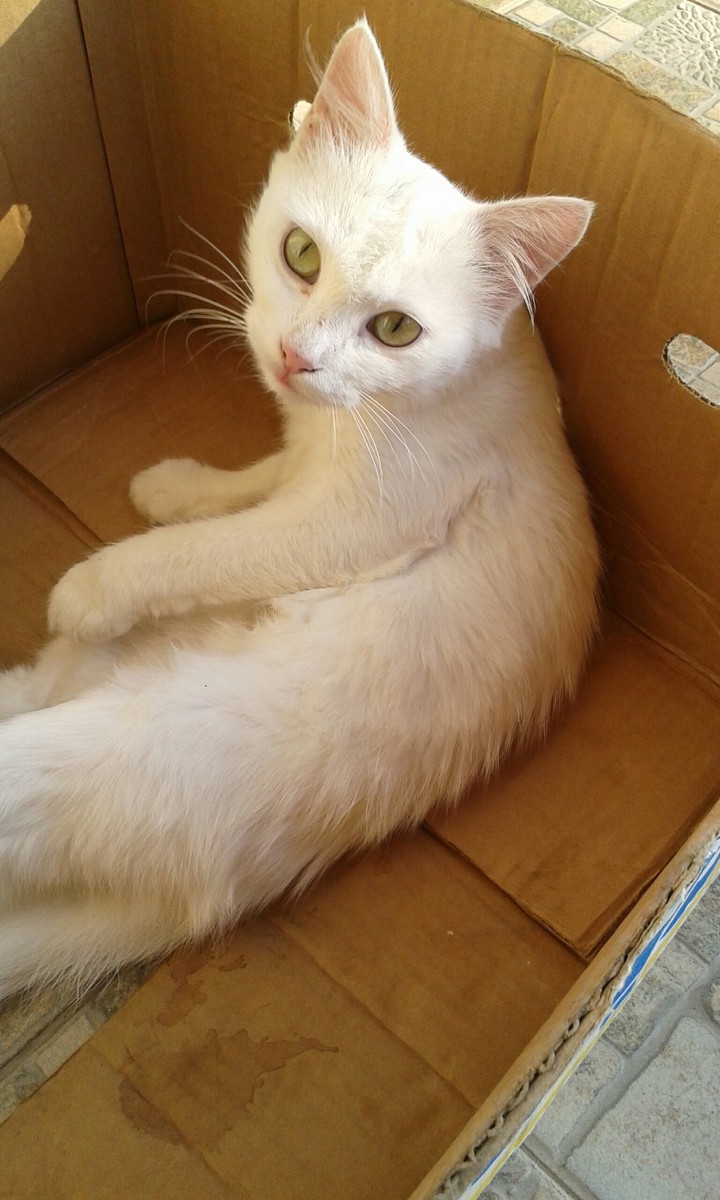 Snowflake in the box)