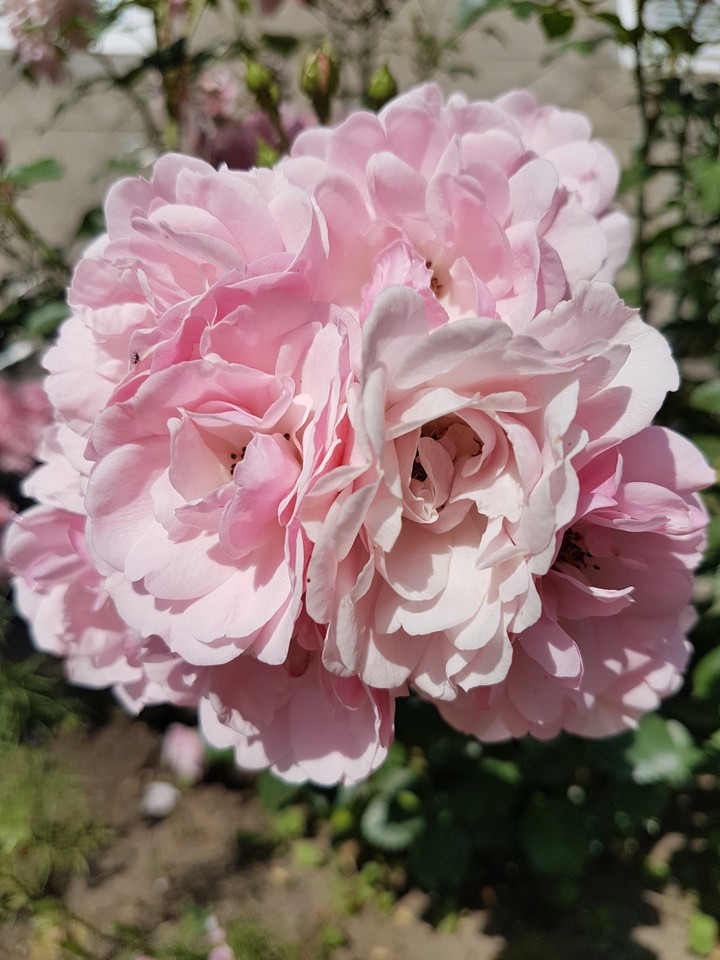 Pink roses