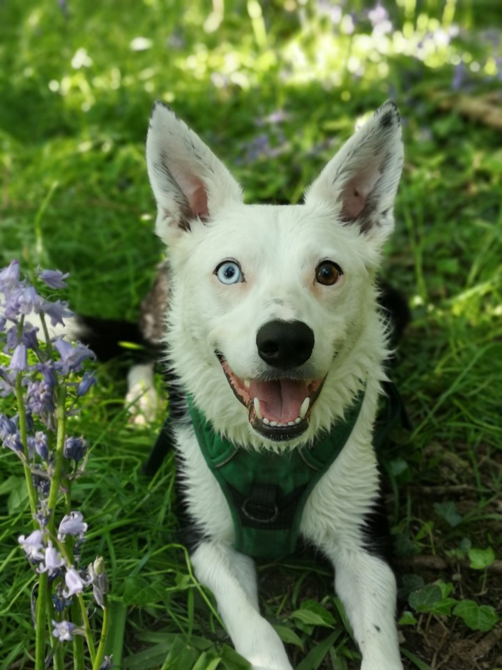 Enzo #bordercollie #collie #blueeyebrowneye #happydog
