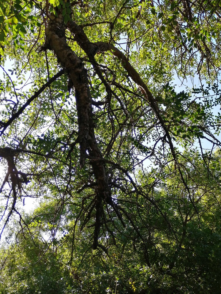 Nature