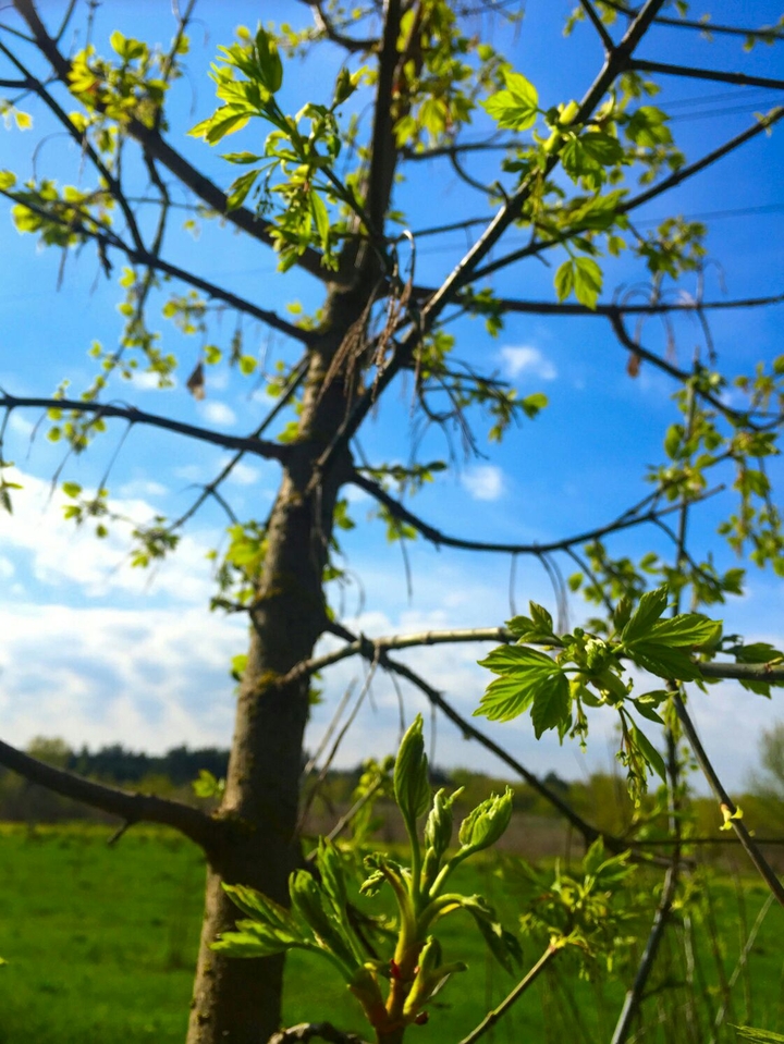 tree