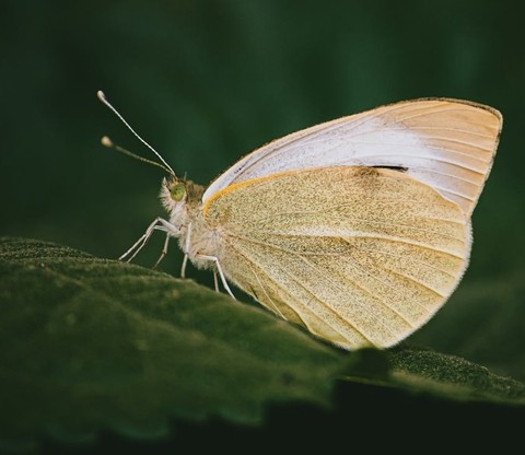 hình nền leptidea, insect