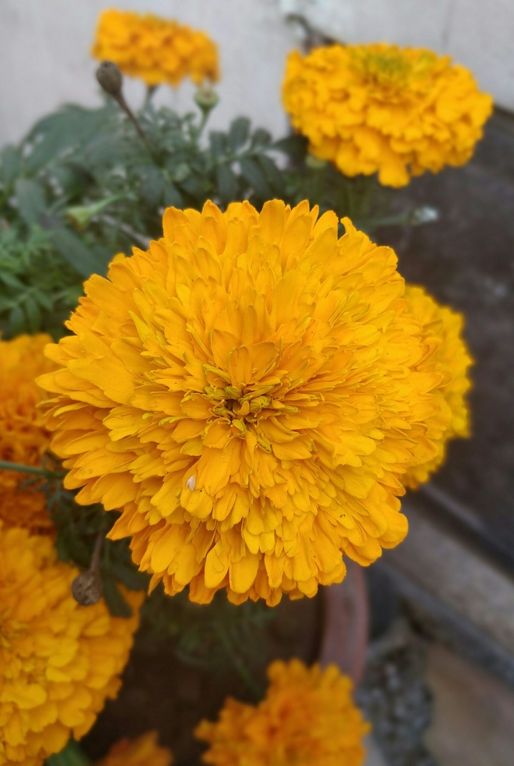 Marigold flower