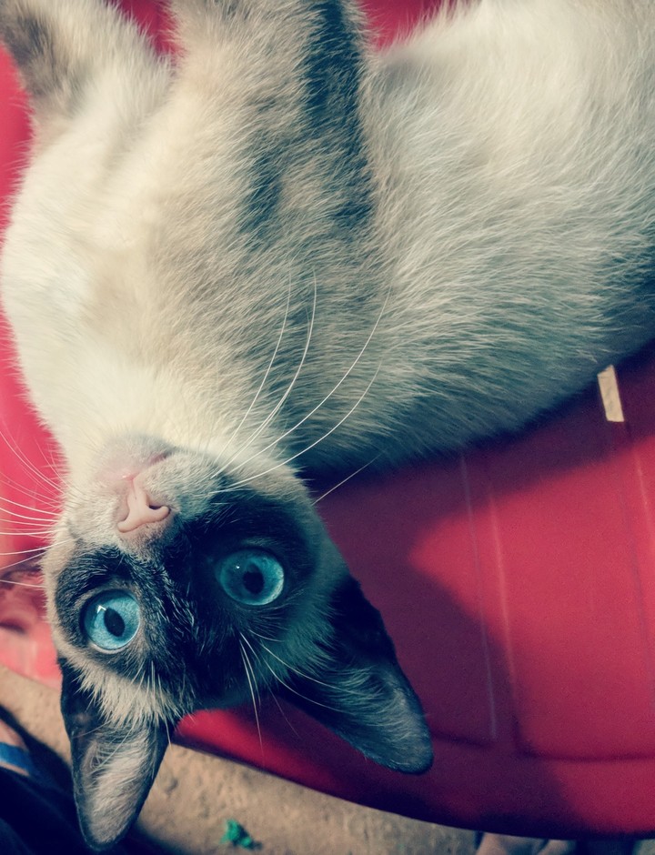 My Cat