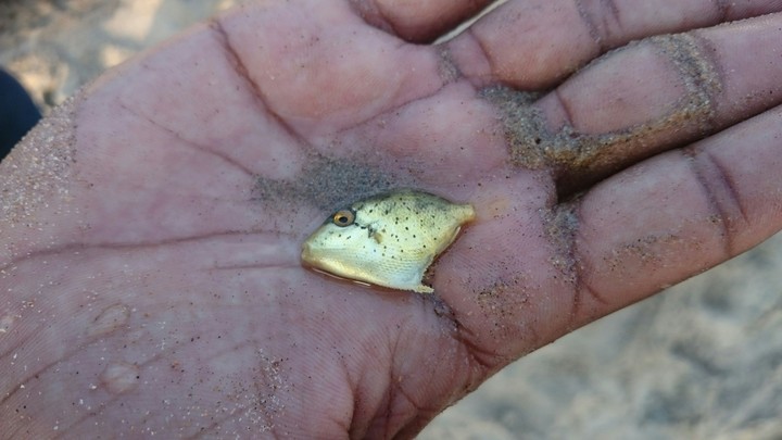 fish