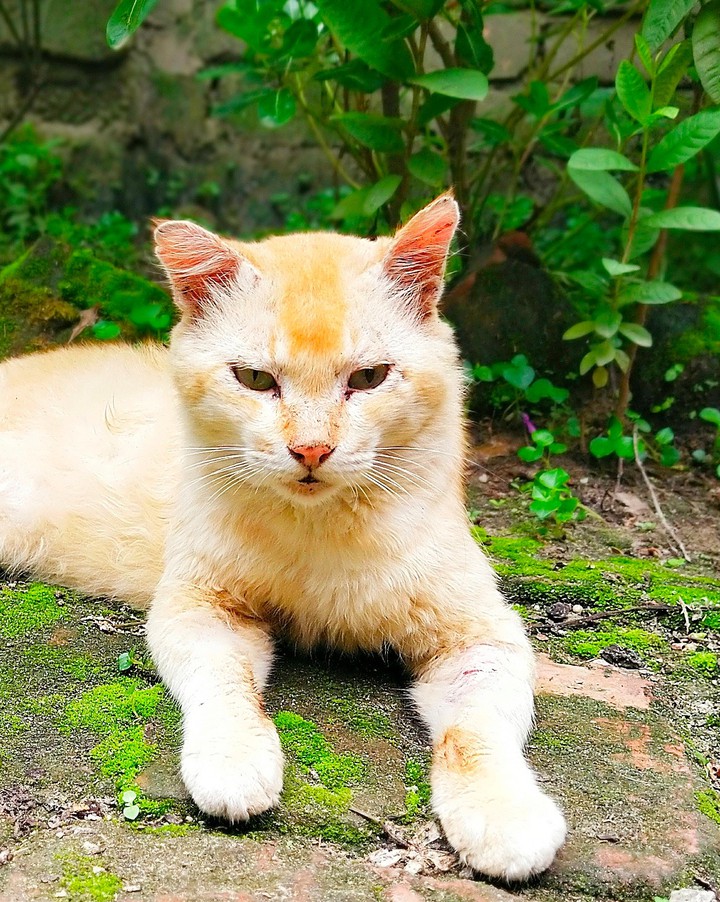 real cat