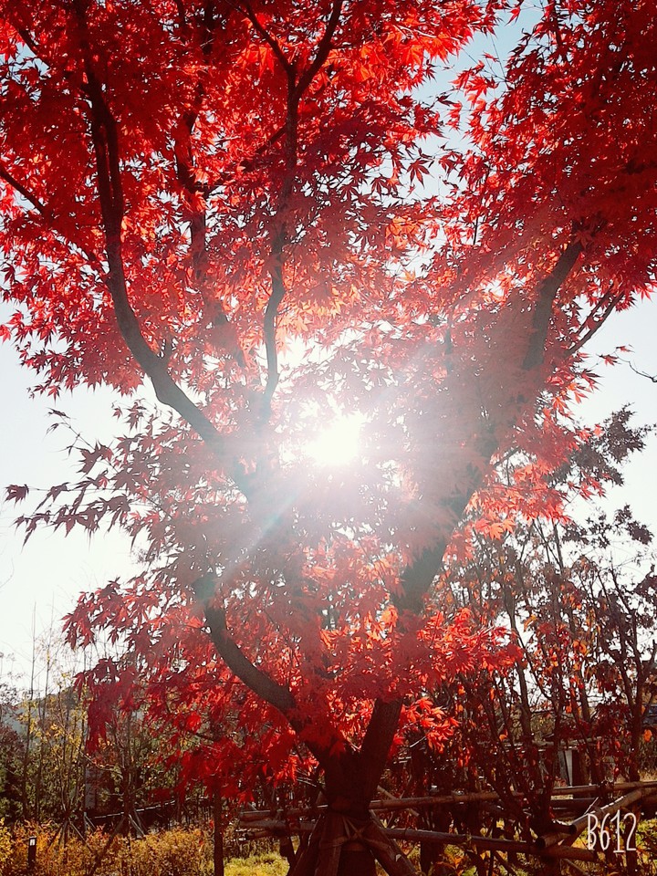 fall