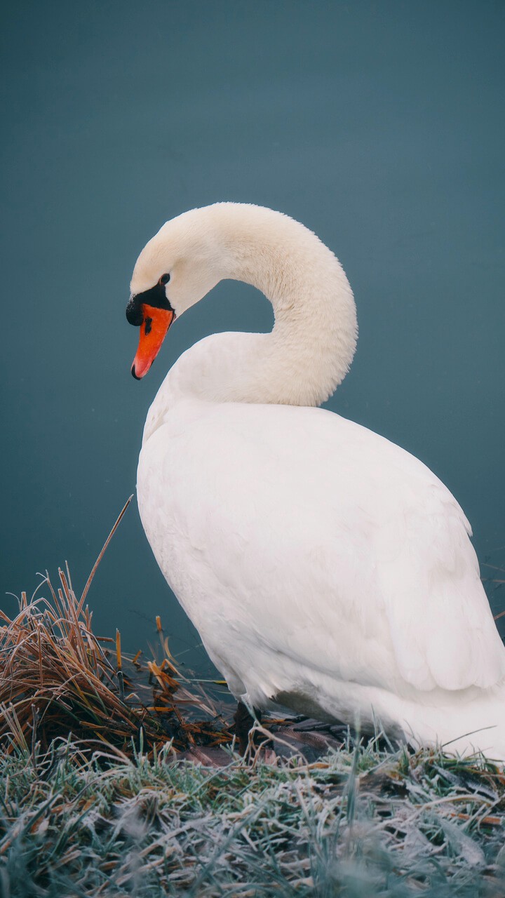 duck
