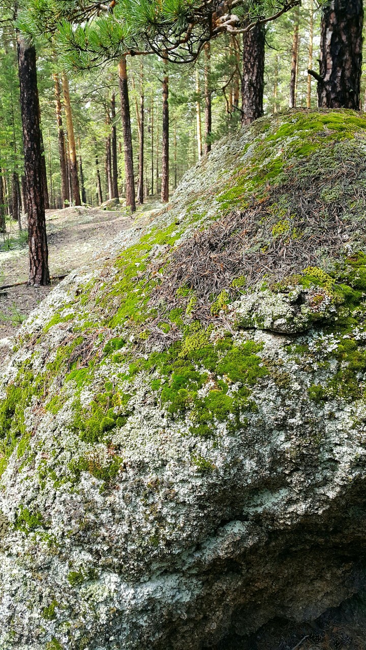 Borovoe forest