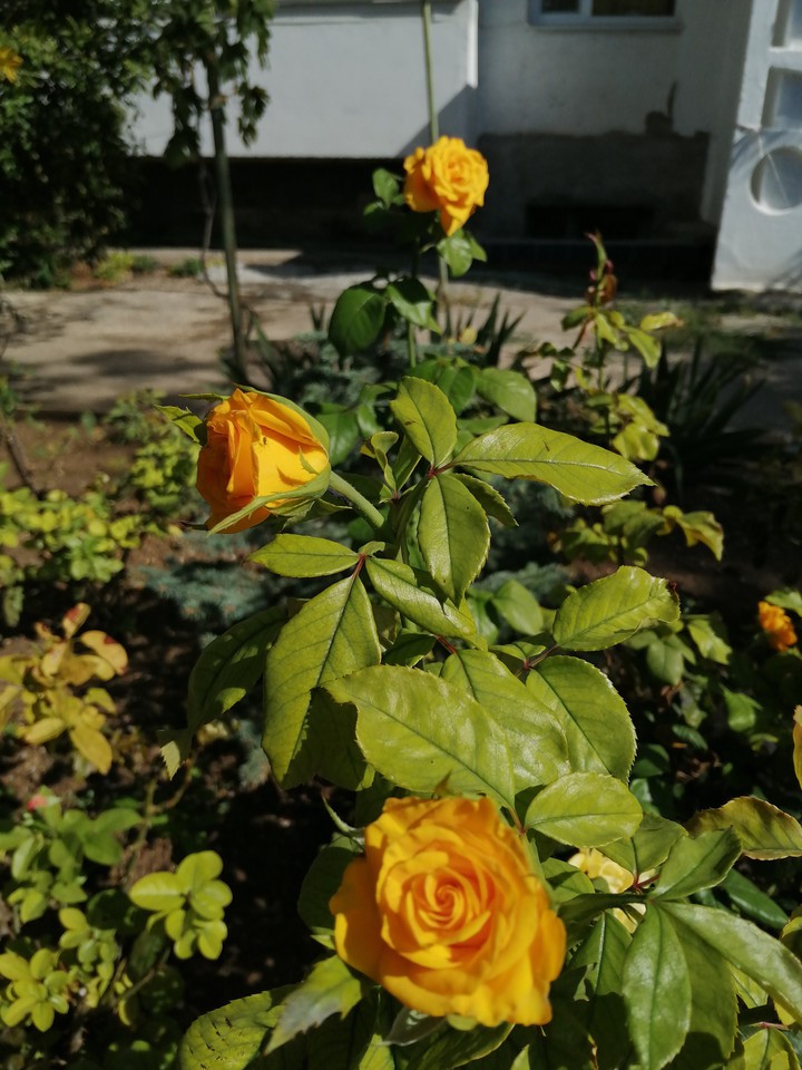 роза