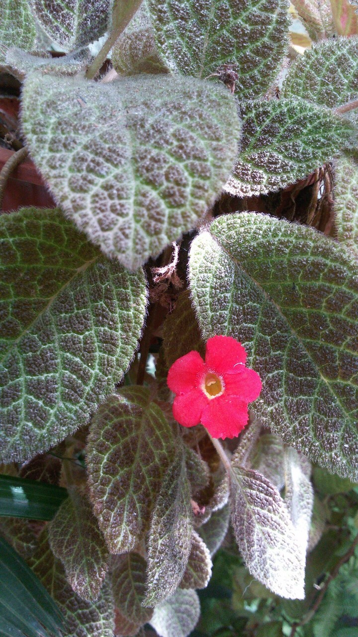 Destaque em vermelho