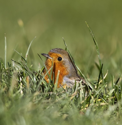 wing, bird wallpapers