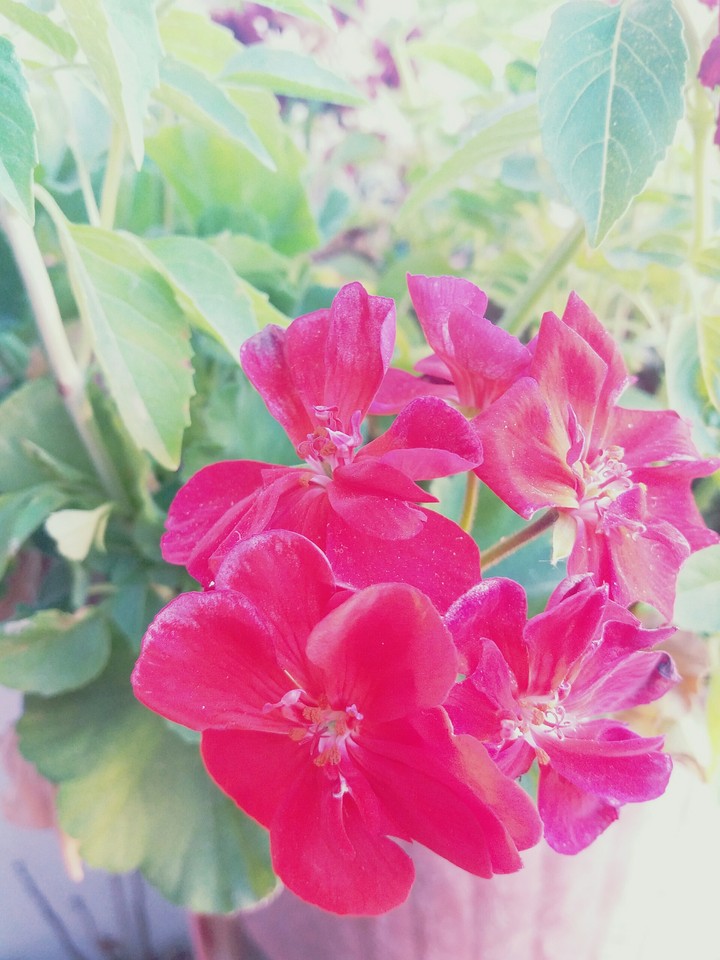 #red