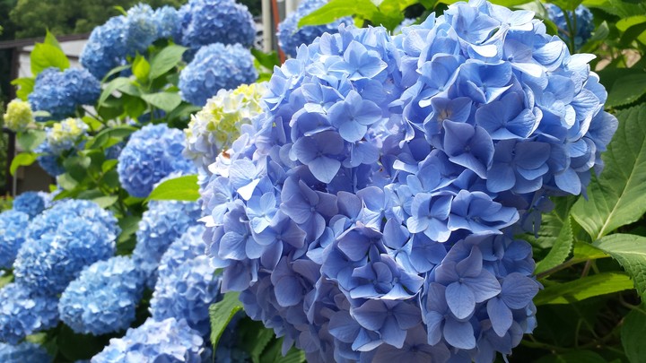 紫陽花