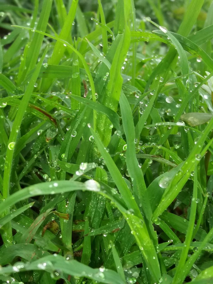grass
