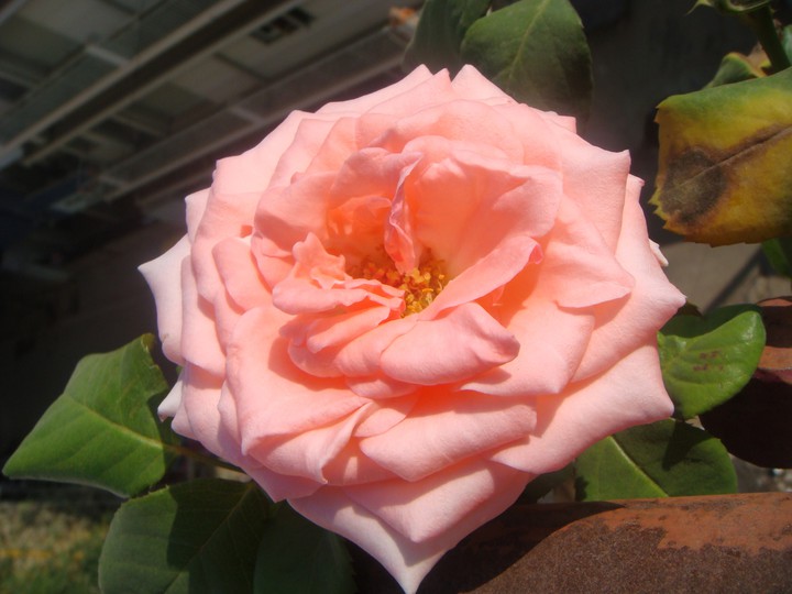 crown Rose