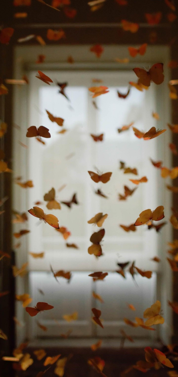 Butterflys