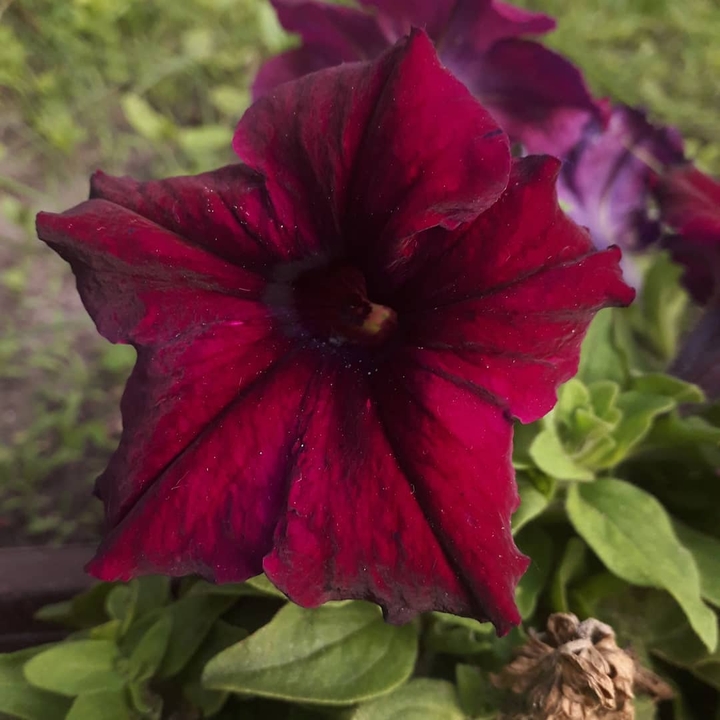 red flower blooming
