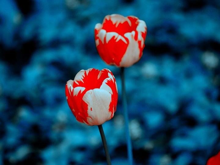 The Diffrence Between colors