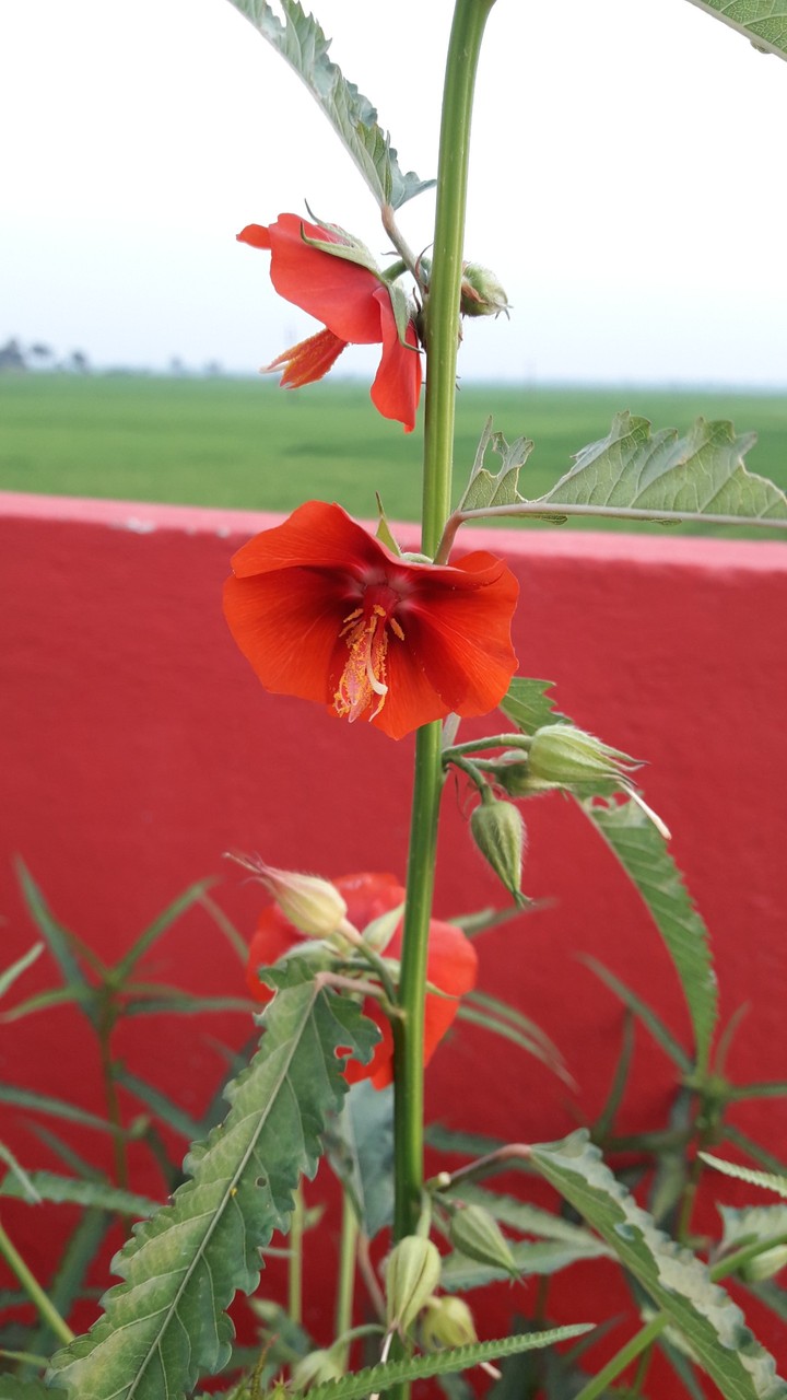 Flower