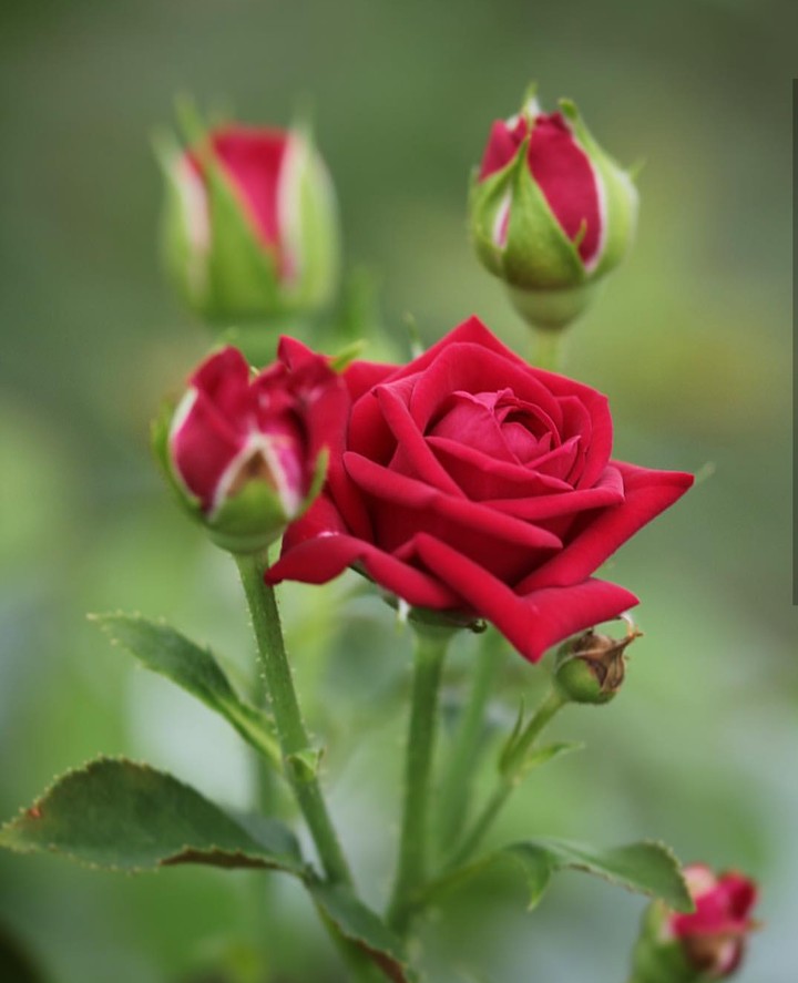 Roses růže