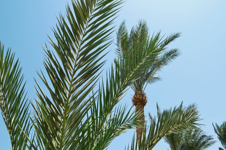 palms