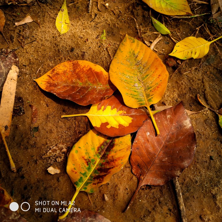 Autumn leaves