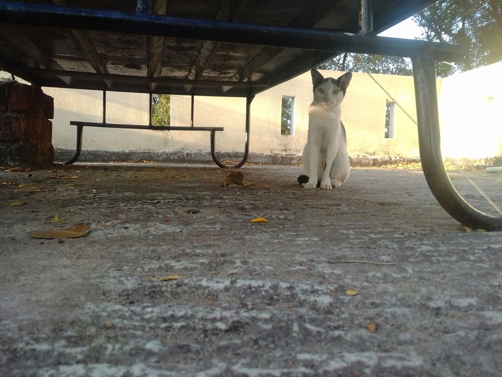 caty