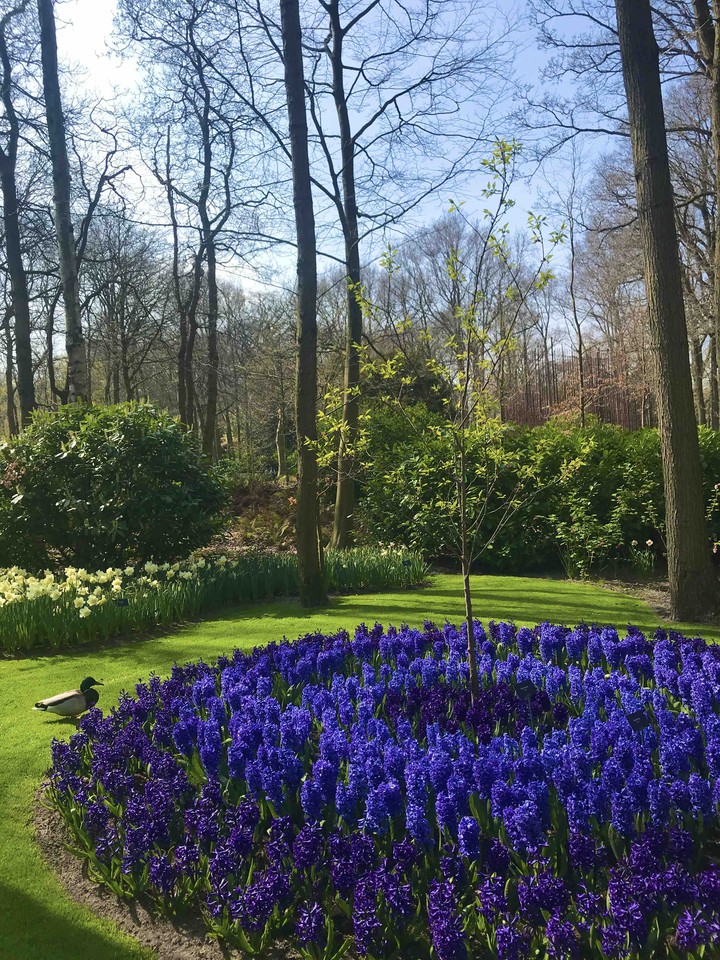 At the Keukenhof Park, 2019