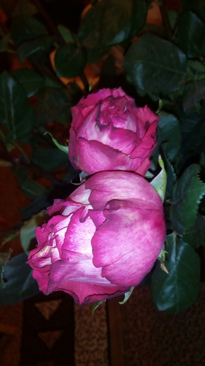 сооl rose